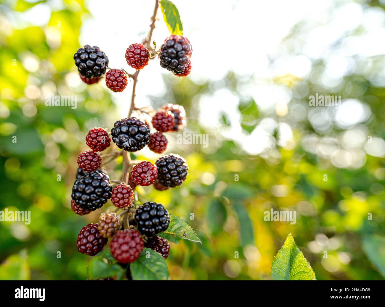 Wild blackberries sway in the wind in a hedge Stock Photo Alamy