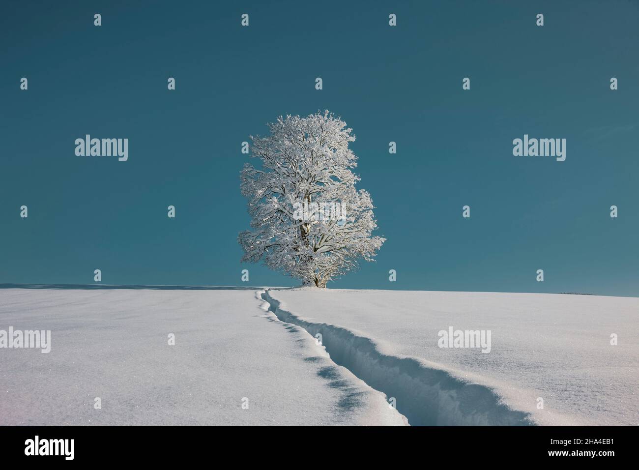 snowy tree in winter against a cloudless blue sky Stock Photo