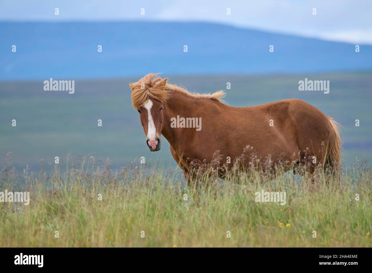 icelandic horse,icelandic pony,iceland Stock Photo Alamy