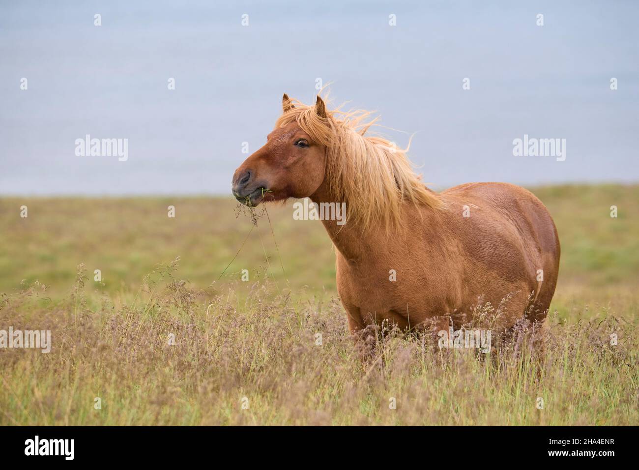 icelandic horse,icelandic pony,iceland Stock Photo