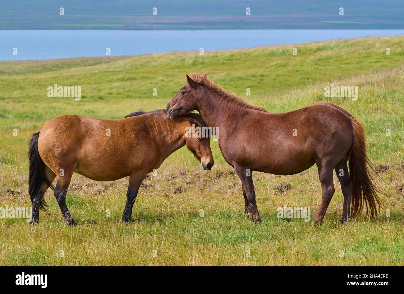icelandic horse,icelandic pony,iceland Stock Photo Alamy