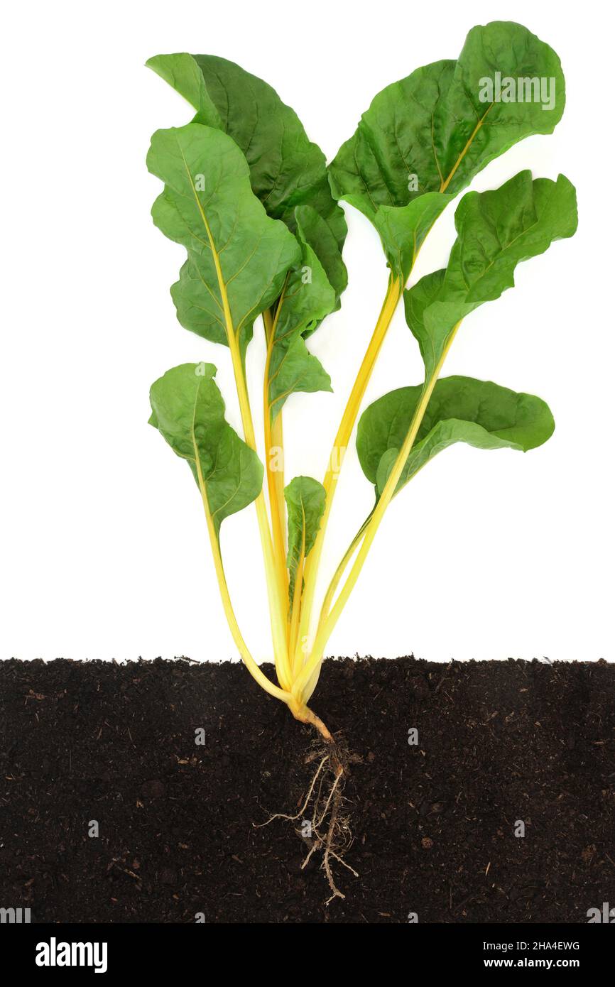 Swiss chard yellow leafy green vegetable with cross section showing