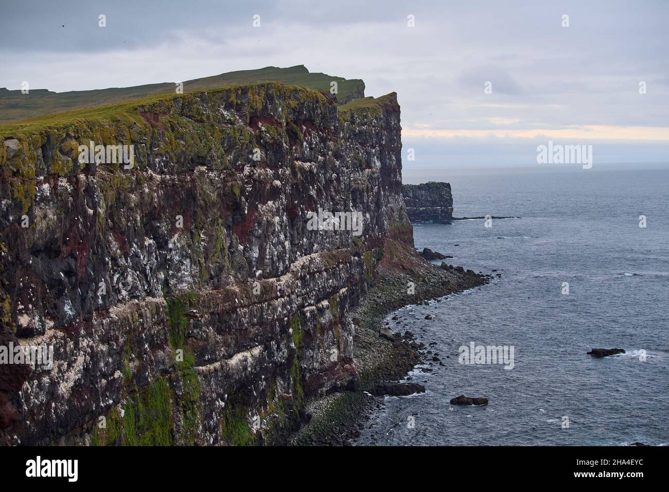 large bird cliffs,latrabjarg,vestfirdir,westfjords,iceland Stock Photo