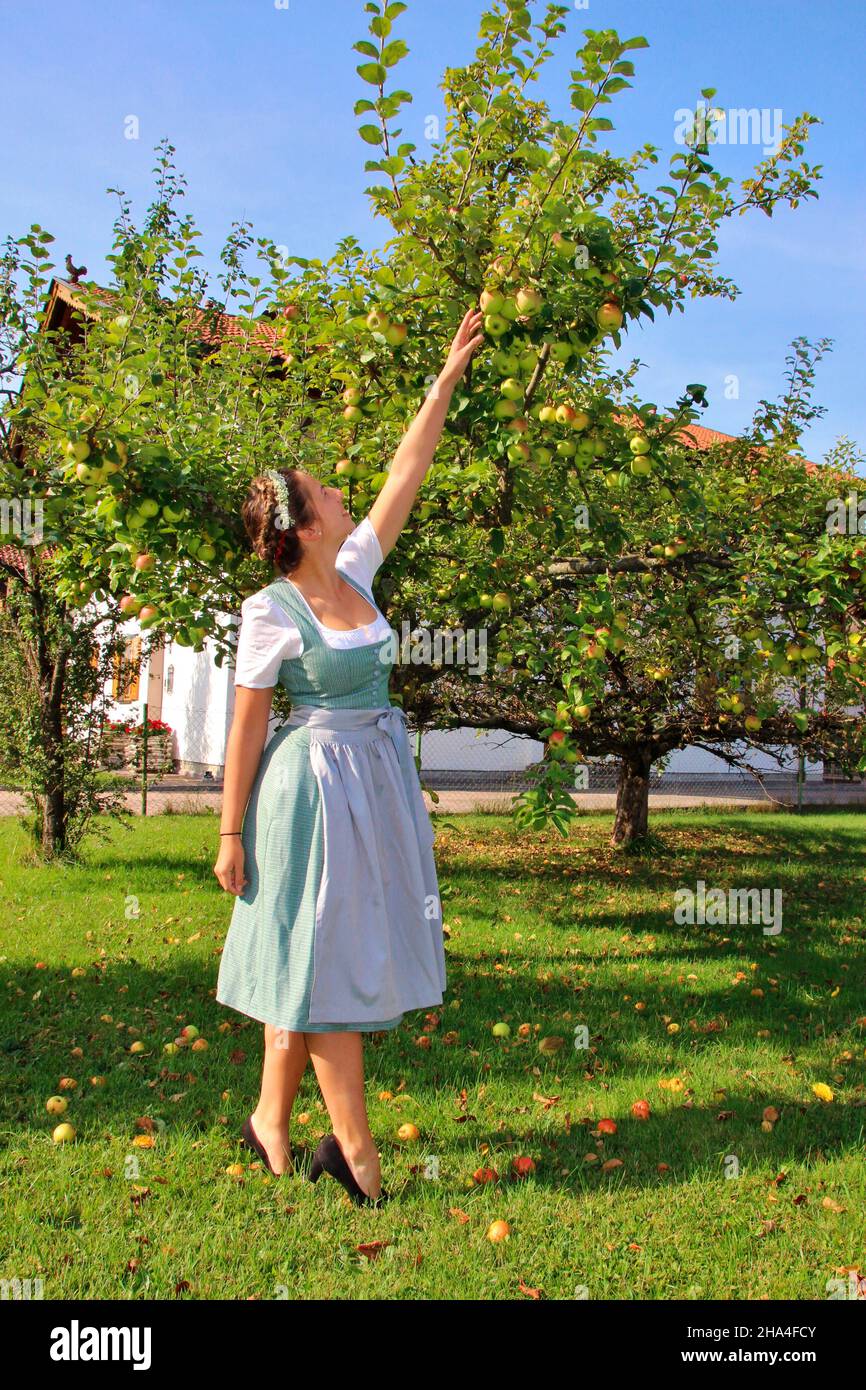 young woman,dirndl,apple harvest,meadow,sideways,germany,bavaria,upper bavaria Stock Photo