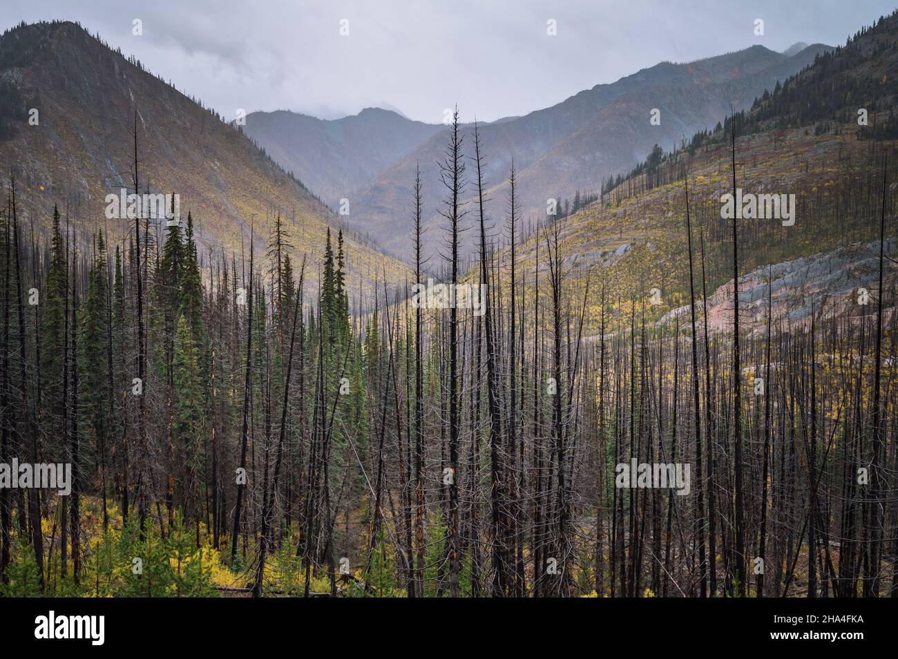 Valley of standing dead trees from a wildfire Stock Photo Alamy