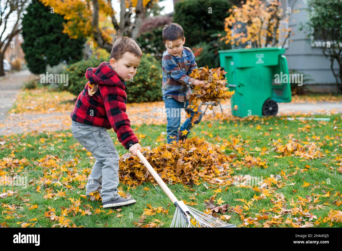 Brothers working together to rake leaves in yard Stock Photo Alamy