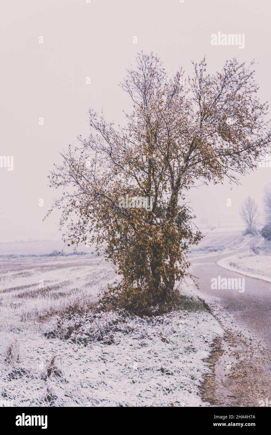 Middle tree hi-res stock photography and images - Alamy