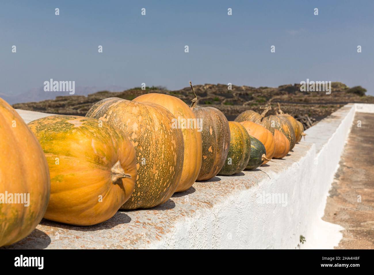 pumpkins,museo agricola el patio,open-air museum,founded in 1845,tiagua,lanzarote,canary islands,spain,europe Stock Photo