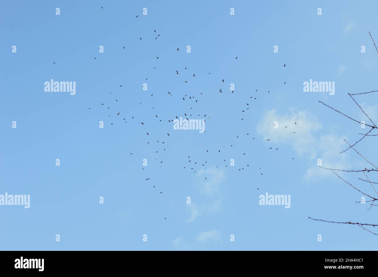 A flock of birds soaring high in the blue sky Stock Photo