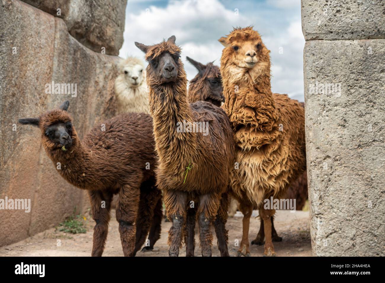 Alpacas (vicugna pacos), Inca fortress of Sacsaywaman, Cusco, Peru Stock Photo