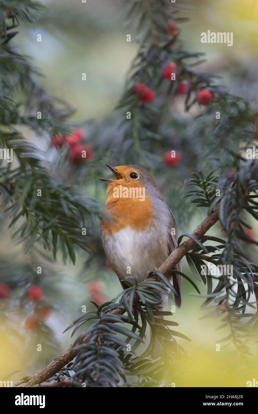 a robin sings in a yew tree in autumn Stock Photo