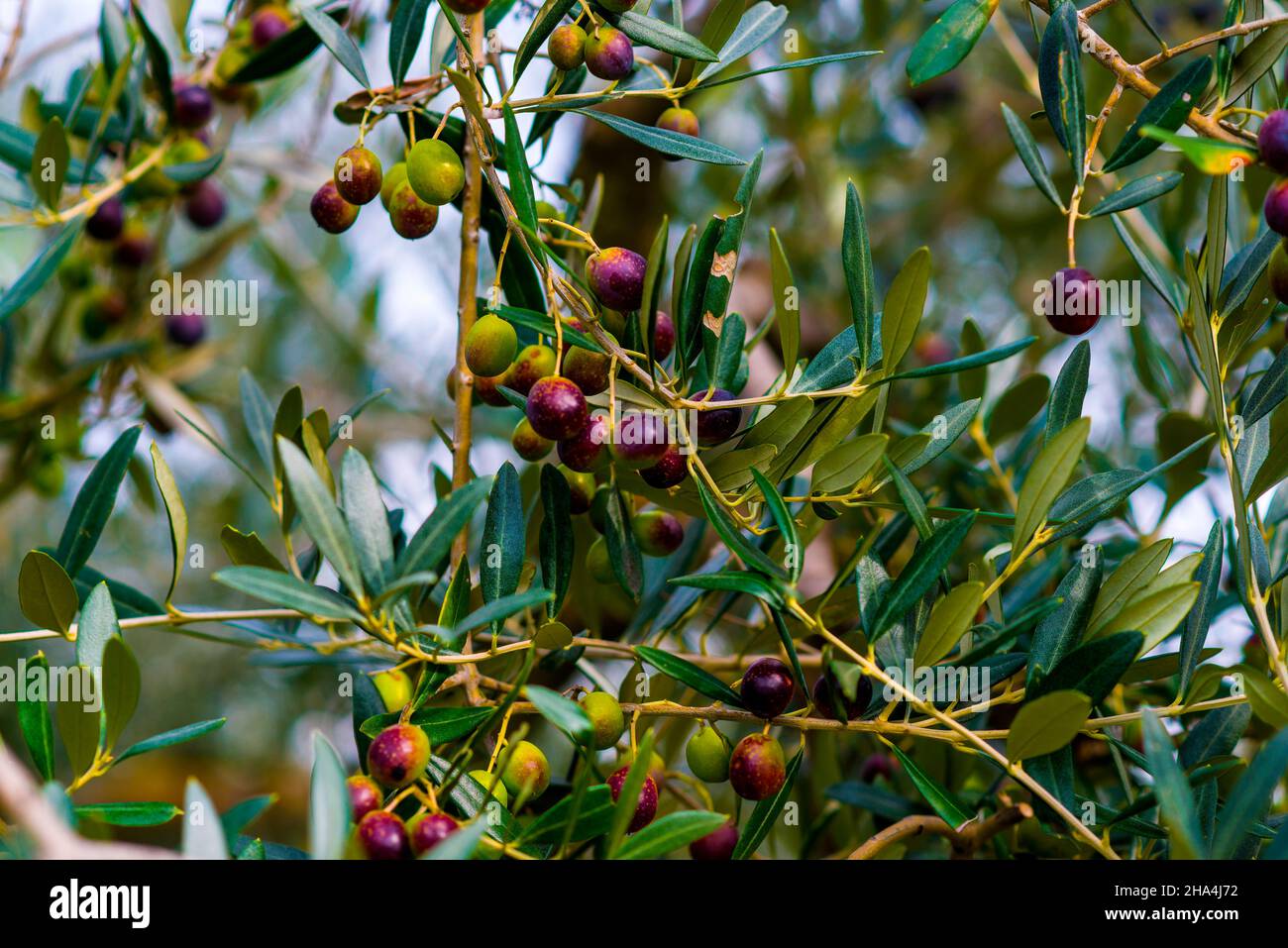olive branches with olives,italy Stock Photo