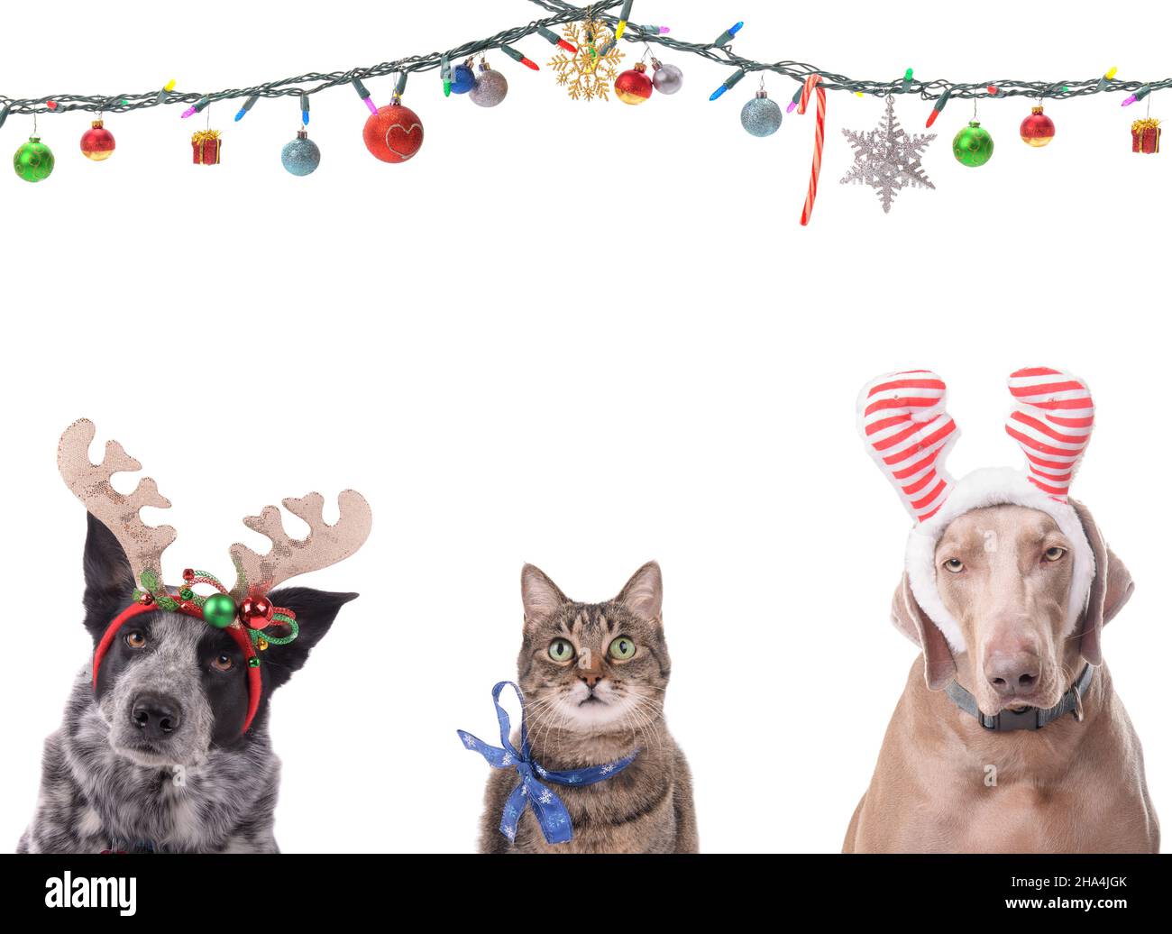Two dogs with reindeer antlers and a cat with a snowflake bow, with Christmas string lights adorned with ornamets above them; on white, with copy spac Stock Photo