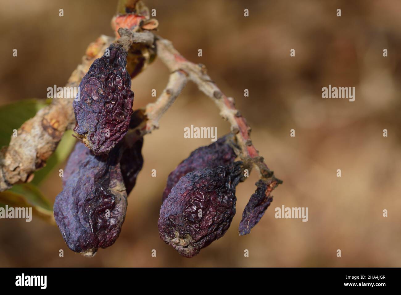 Several dried and withered dark medlars hang on the branch of a tree Stock Photo