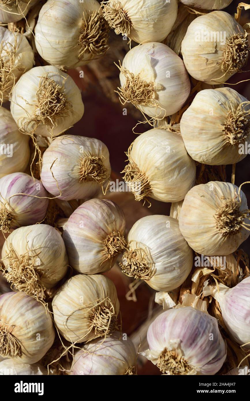 Many bulbs of white and purple garlic hang side by side on a garlic braid in vertical format and form a background Stock Photo