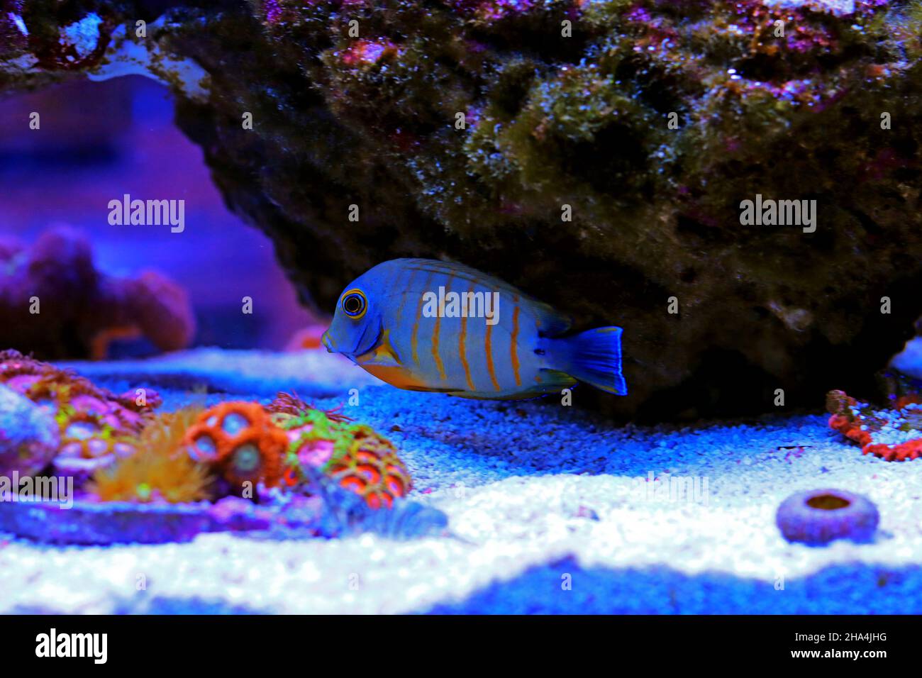Mimic Eibli Tang - (Acanthurus tristis Stock Photo - Alamy