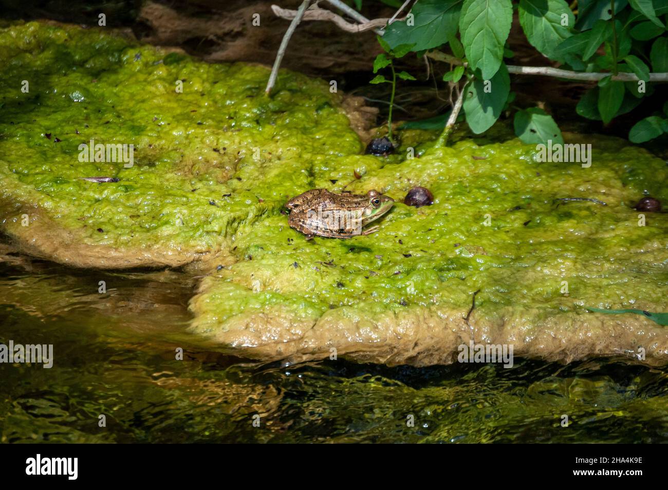 a wild green water frog in krka national park,croatia Stock Photo