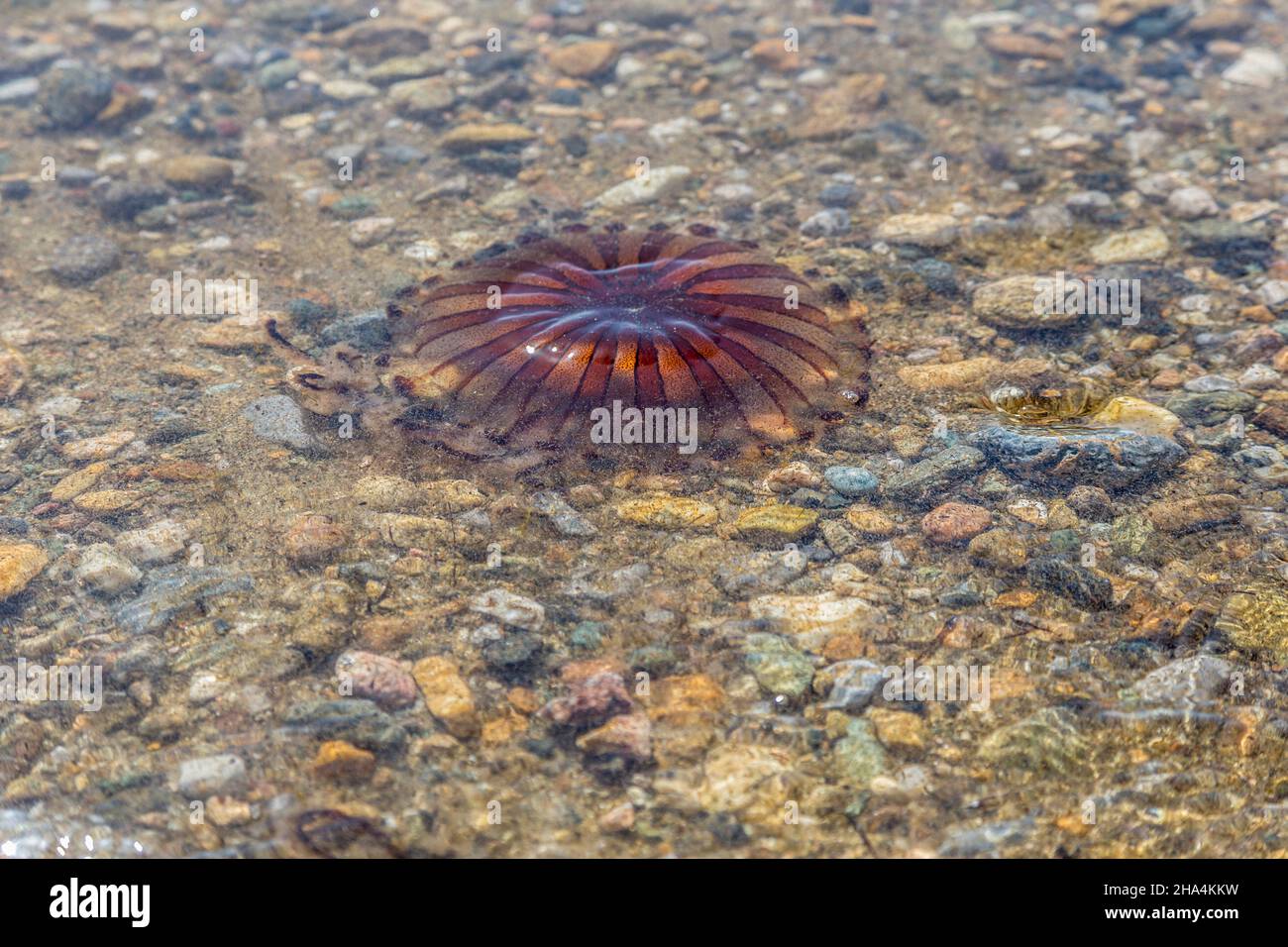 close-up of a red jellyfish at the beach in greece, Stock Photo
