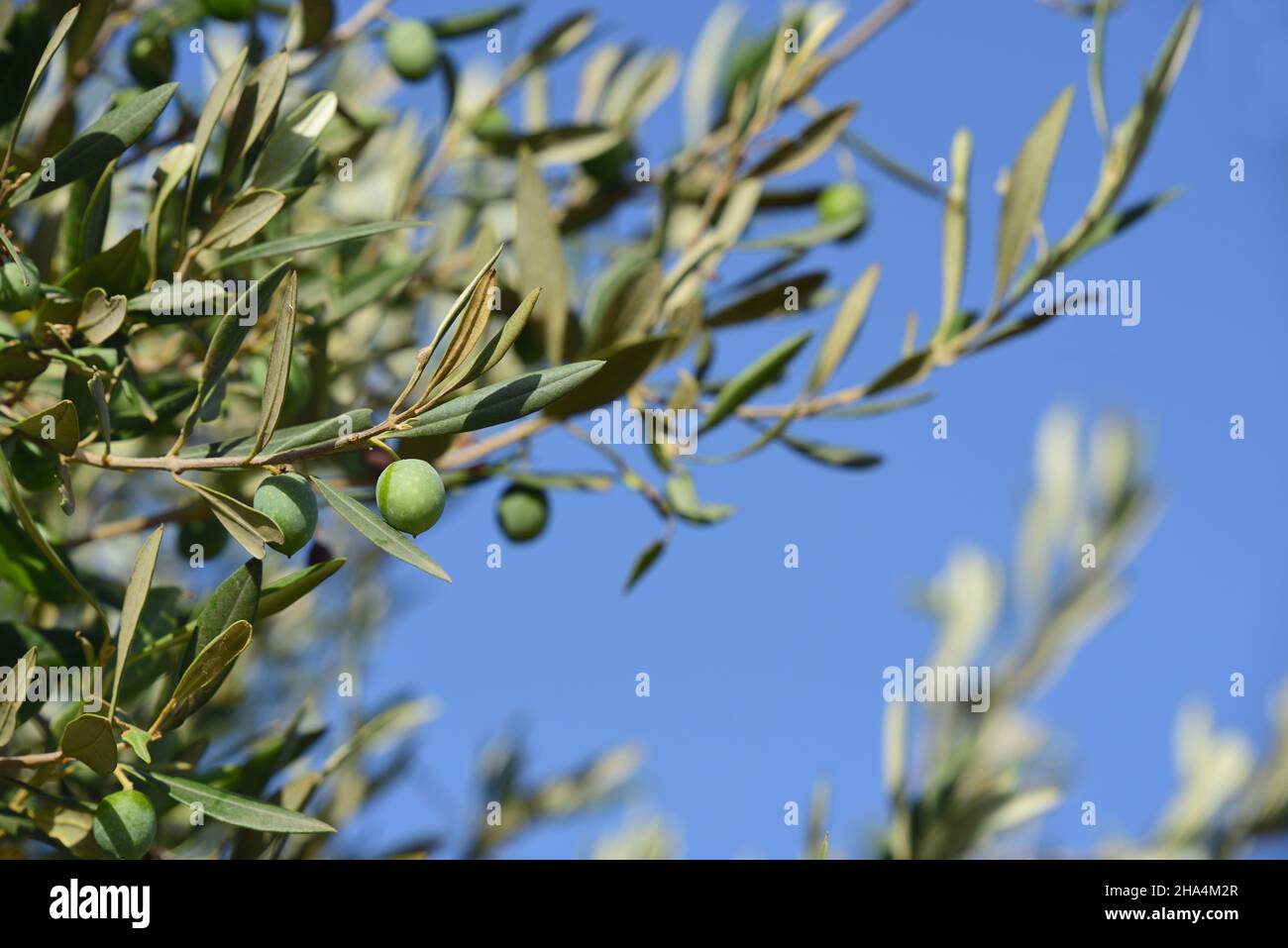 Olive branch art botanical hires stock photography and images Alamy