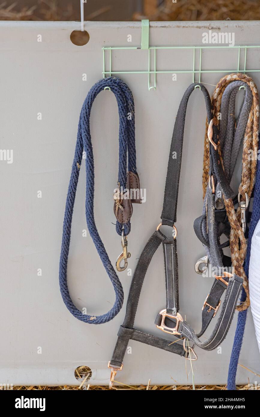 Horse Harness Ropes in Stables at Farm Stock Photo Alamy