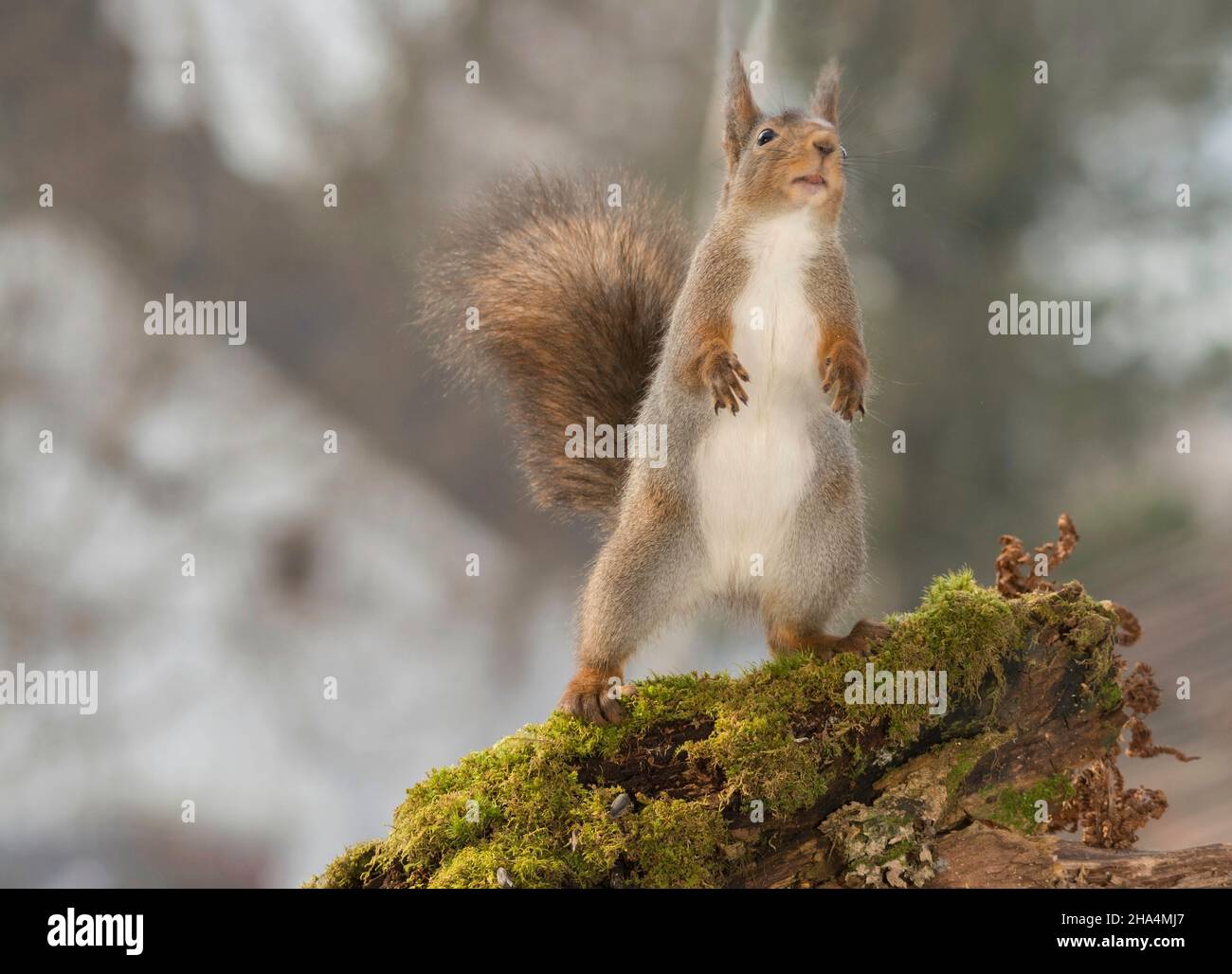 close up of red squirrel standing on moss looking and standing up with