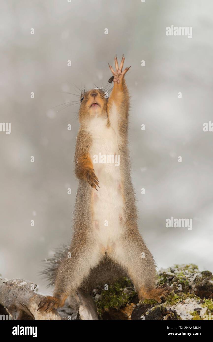 close up of wet red squirrel in snow reaching out with open mouth Stock Photo