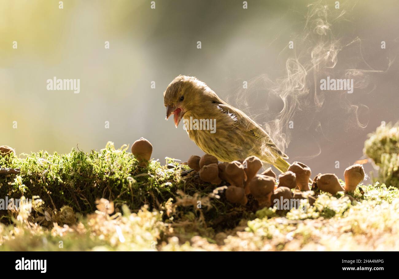 greenfinch with puffballs and spore smoke Stock Photo