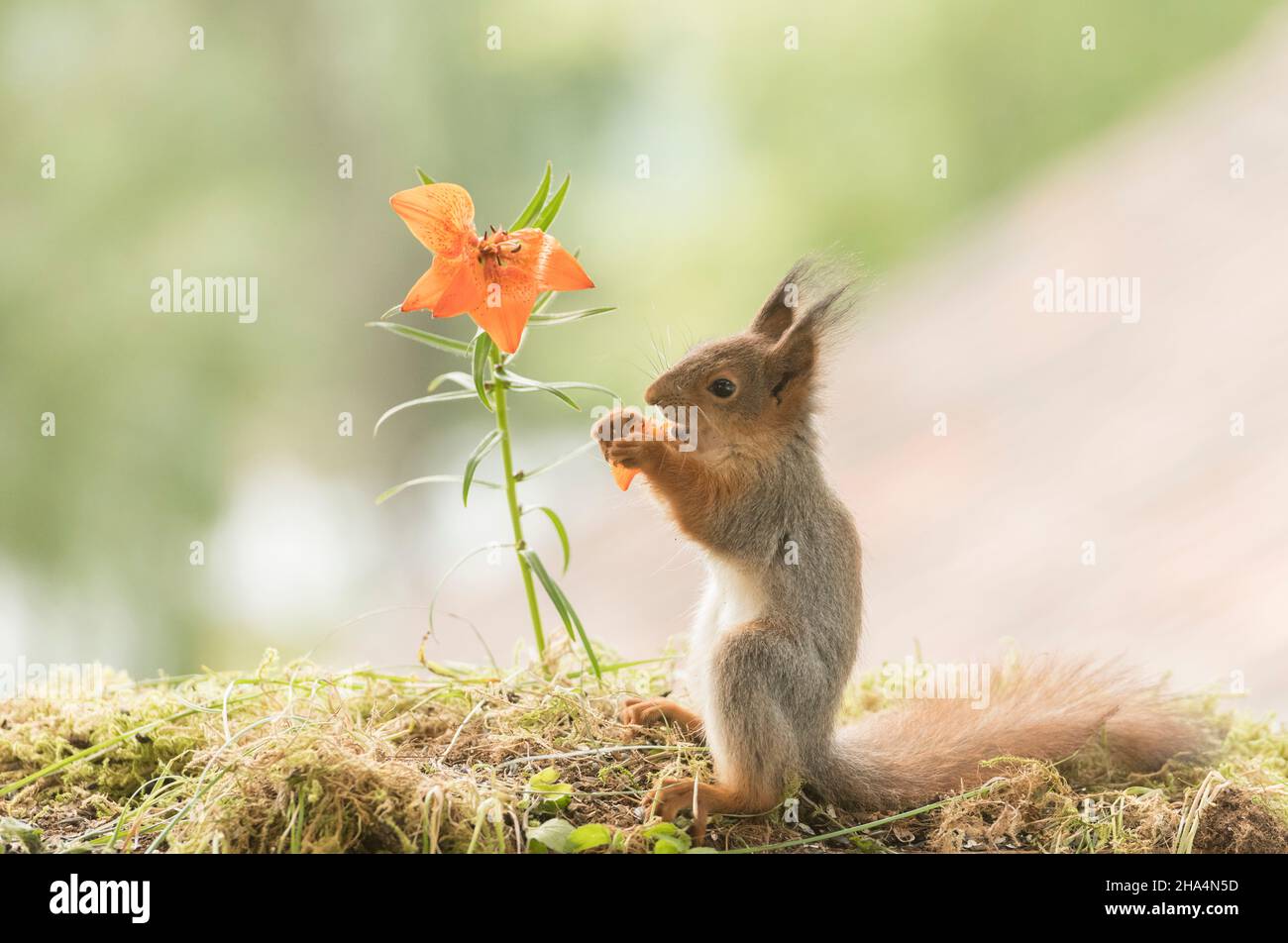 Tiger lily flower hires stock photography and images Alamy