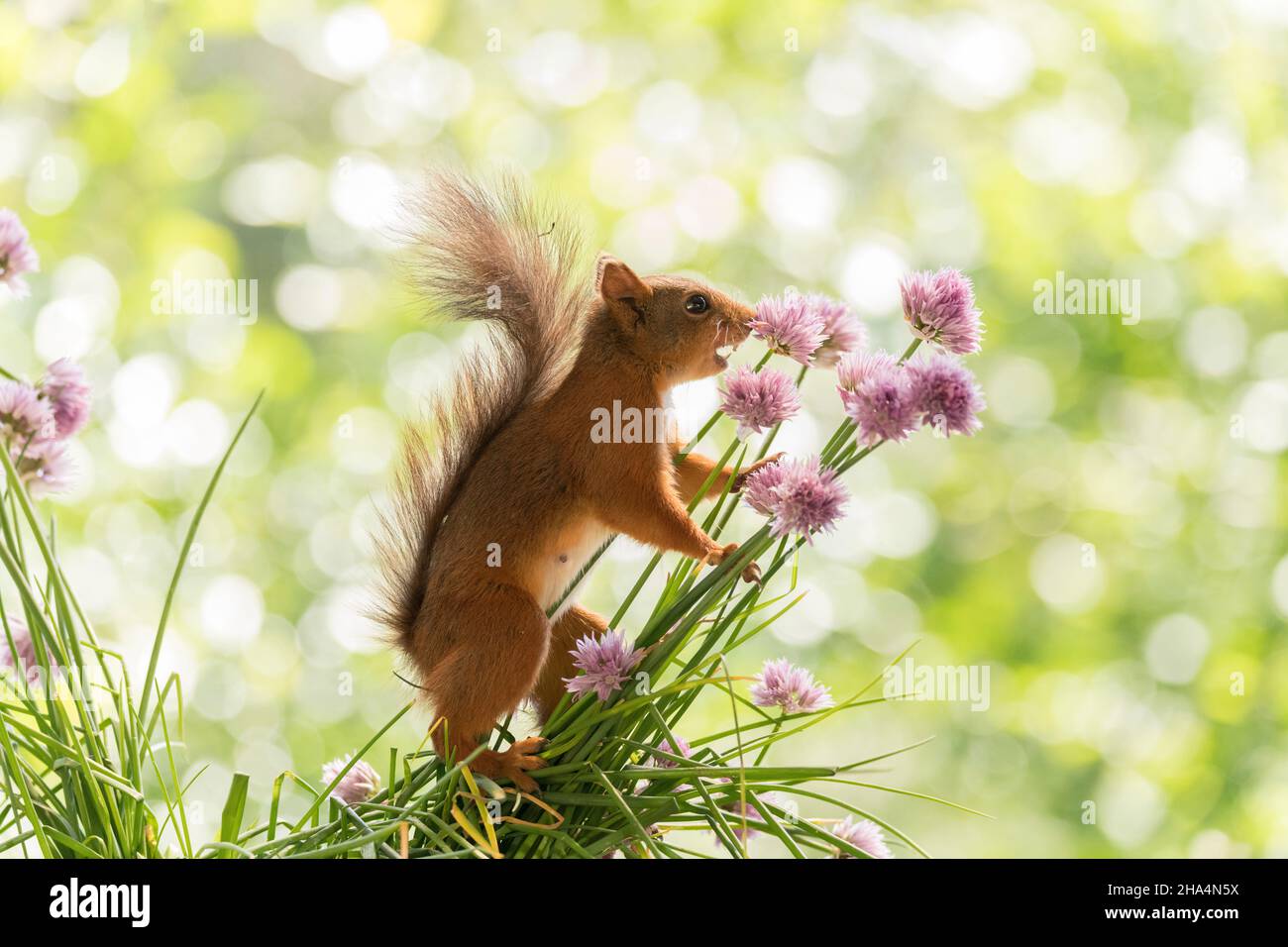 red squirrel hold chives flowers with open mouth Stock Photo