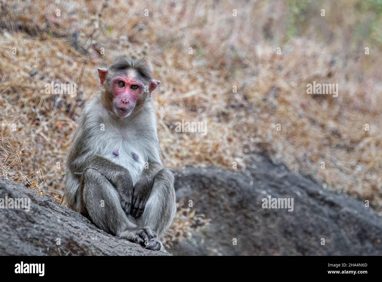 Monkey sitting on a rock and resting Stock Photo