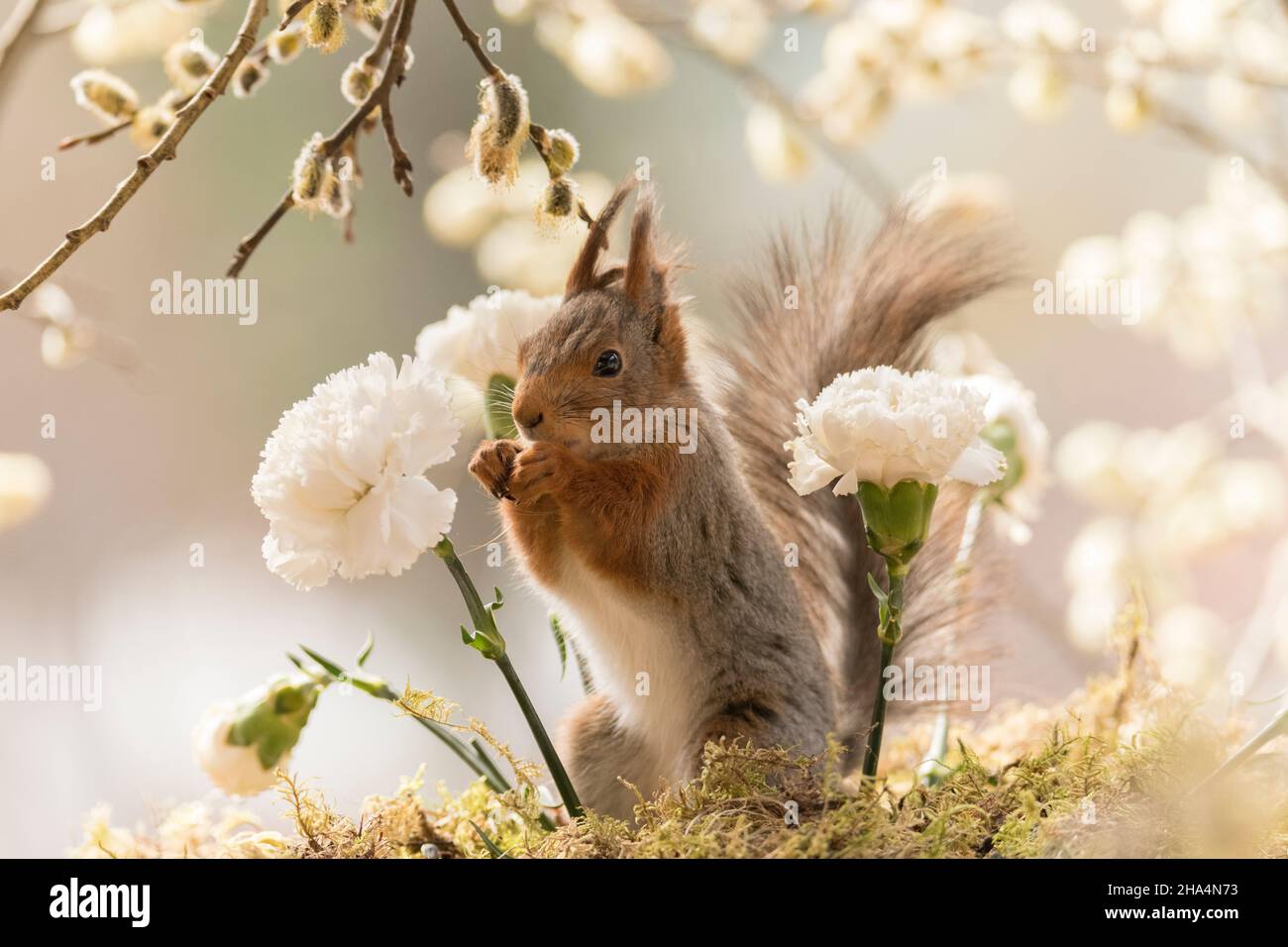 red squirrel holding a white dianthus flower Stock Photo