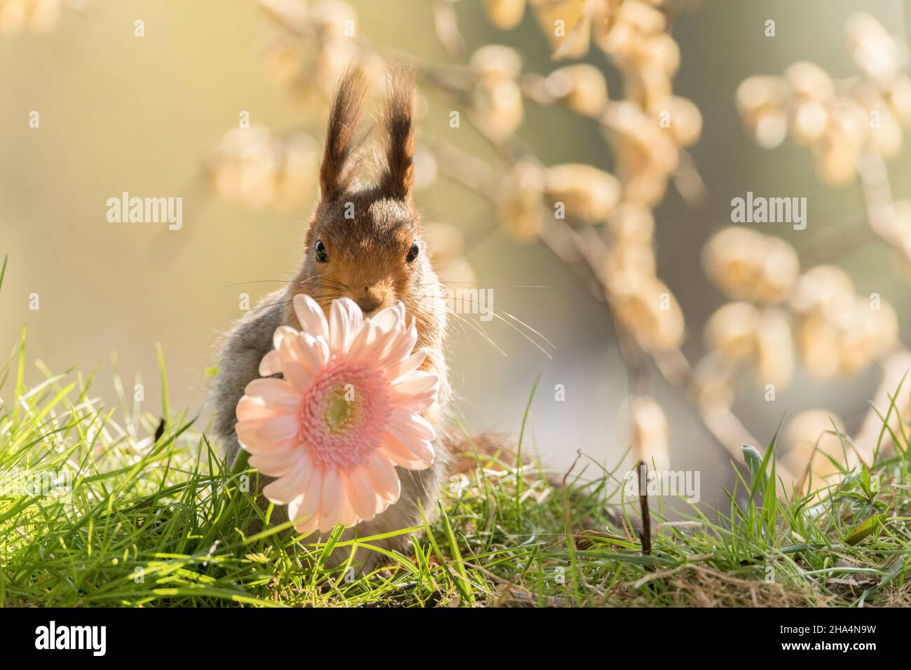 red squirrel looks behind a pink daisy Stock Photo