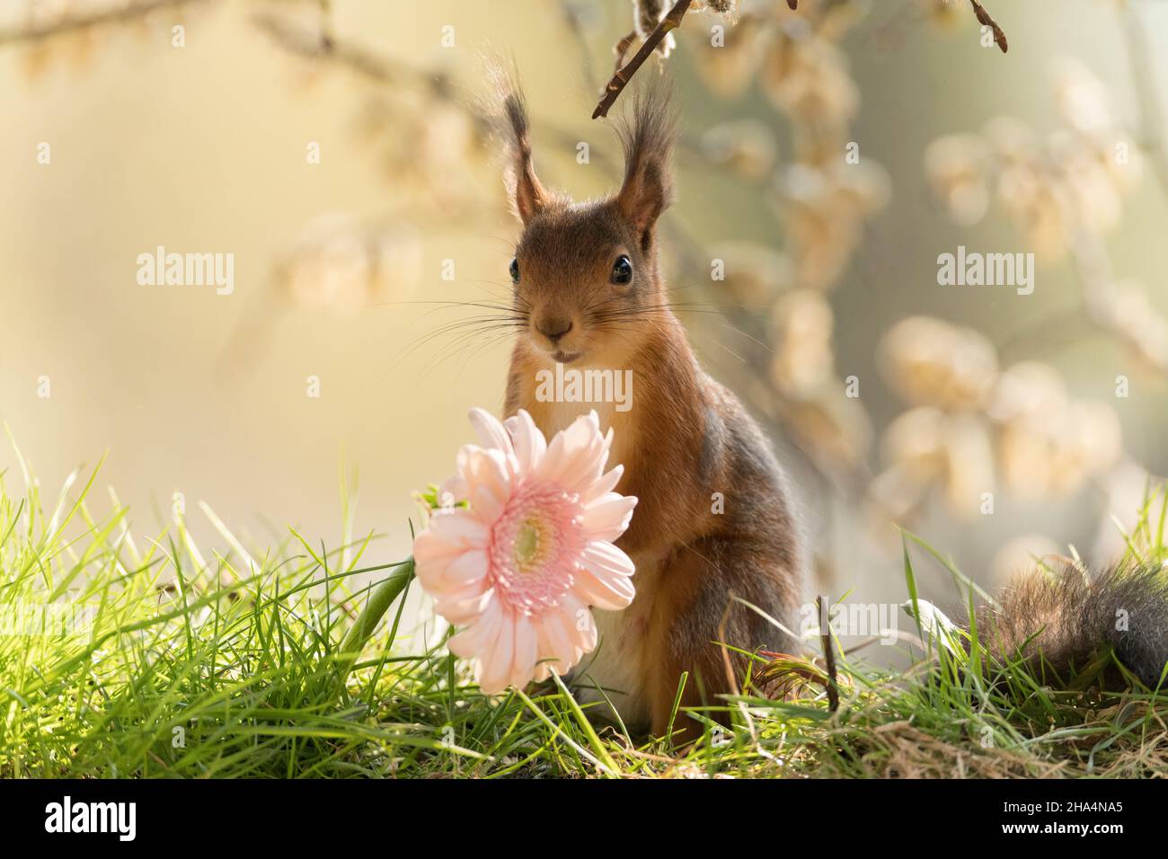 red squirrel stand behind a pink daisy Stock Photo