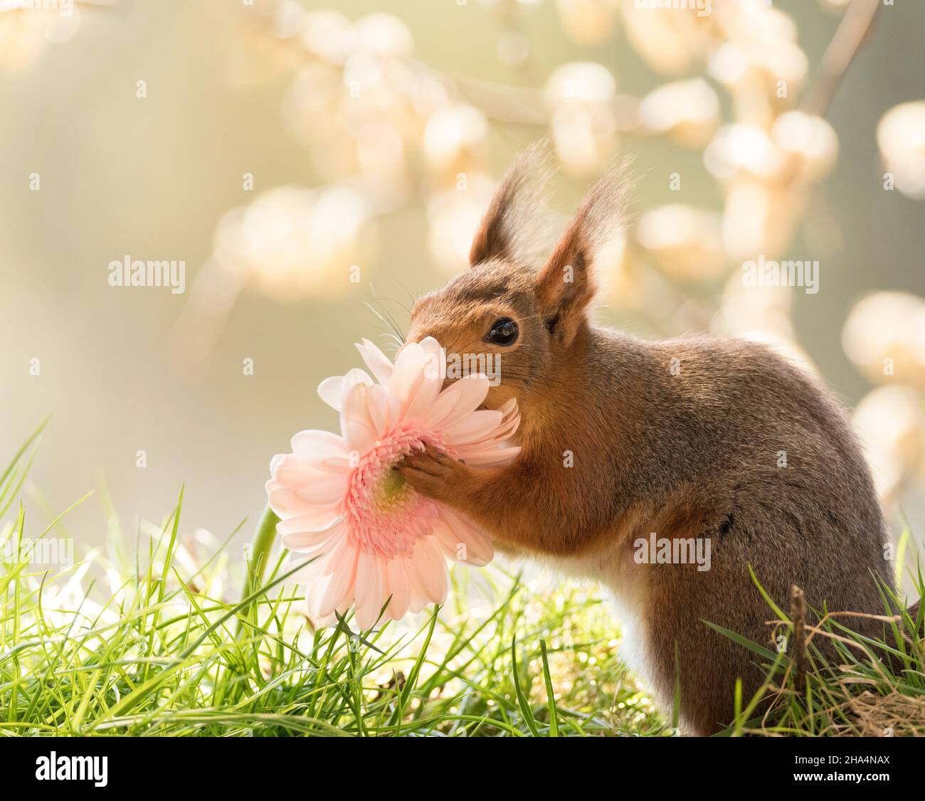red squirrel is holding a pink daisy Stock Photo