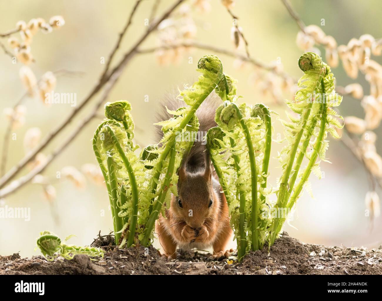 red squirrel is eating a fern Stock Photo Alamy