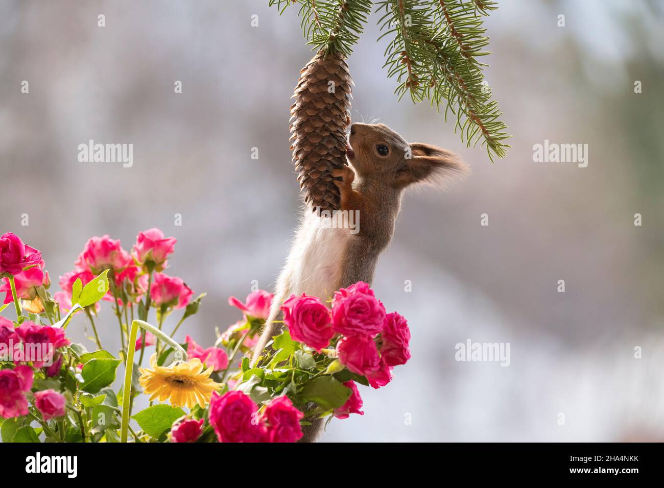red squirrel eating a pinecone from between roses Stock Photo Alamy