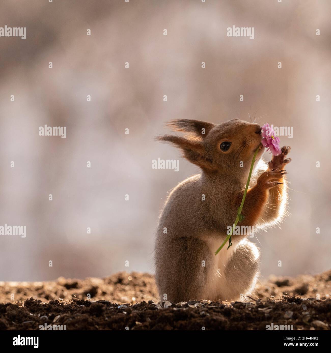 red squirrel holding an pink daisy in mouth Stock Photo