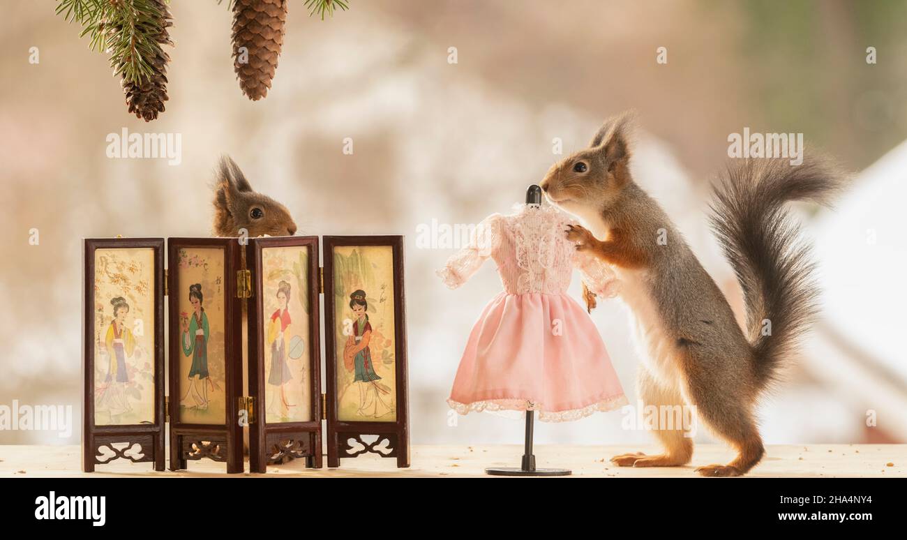 red squirrel; squirrel; sciurus vulgaris; eurasian red squirrel; sciuridae; animal; mammal; outdoors; rodent; put on; clothes on; clothes; slip; into clothes; clothe oneself; get dressed; dress screen; clothes; christmas; dress; screen; mannequin; chinese; pinecone Stock Photo