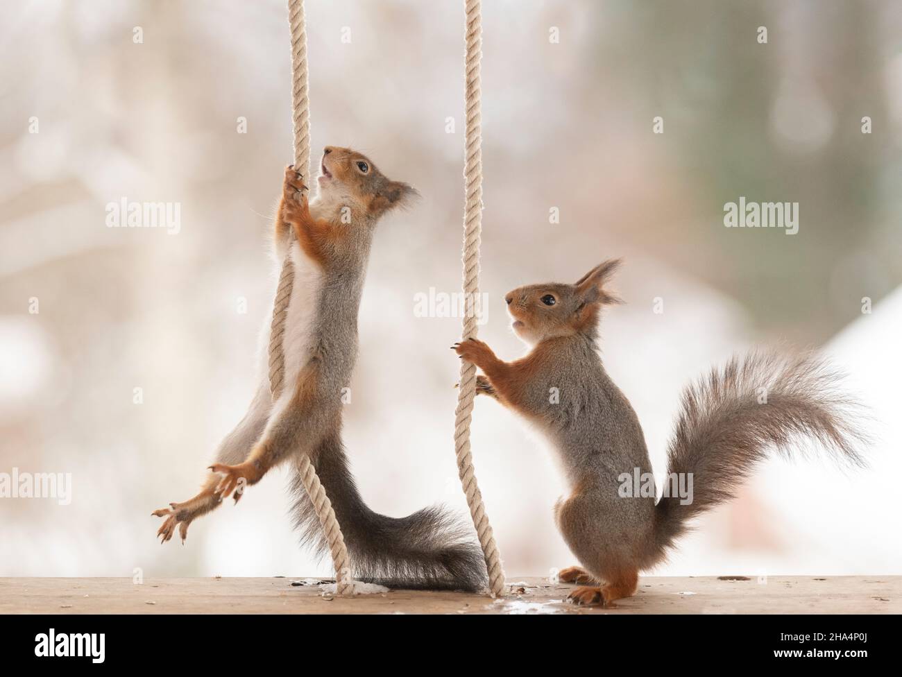 Red squirrel climbing in ropes hires stock photography and images Alamy