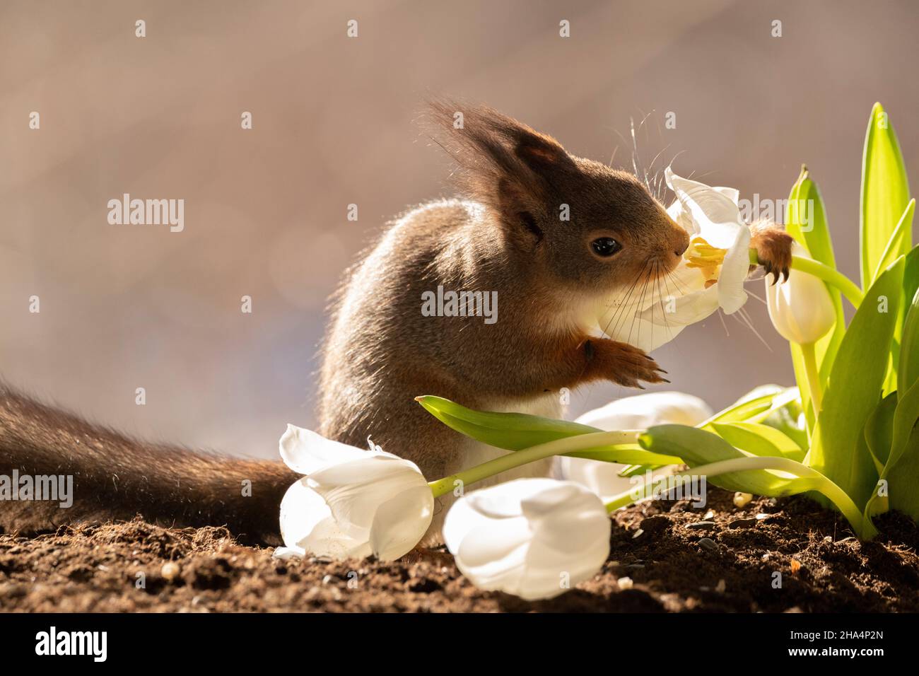 red squirrel is smelling and holding a white tulip Stock Photo Alamy