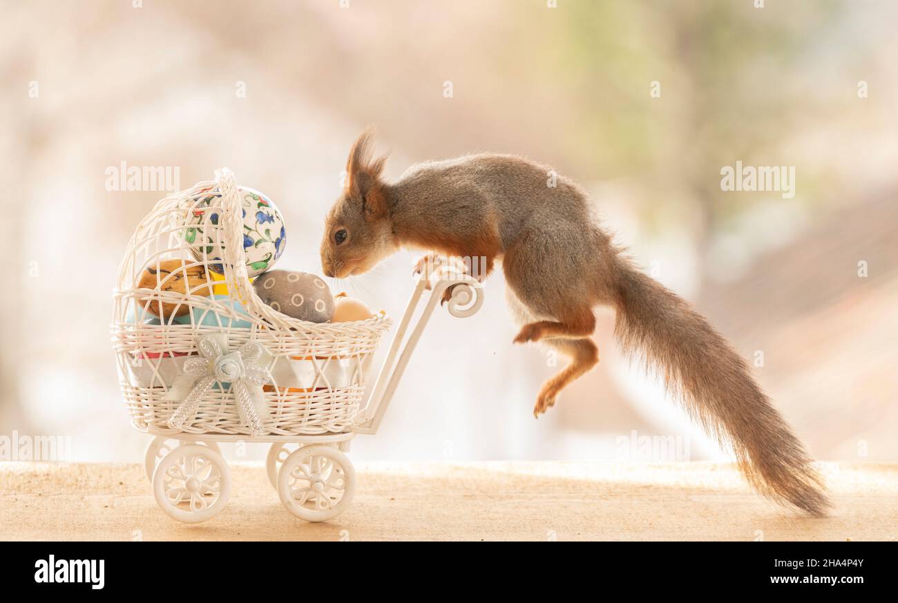 red squirrel jumping on a stroller with eggs Stock Photo