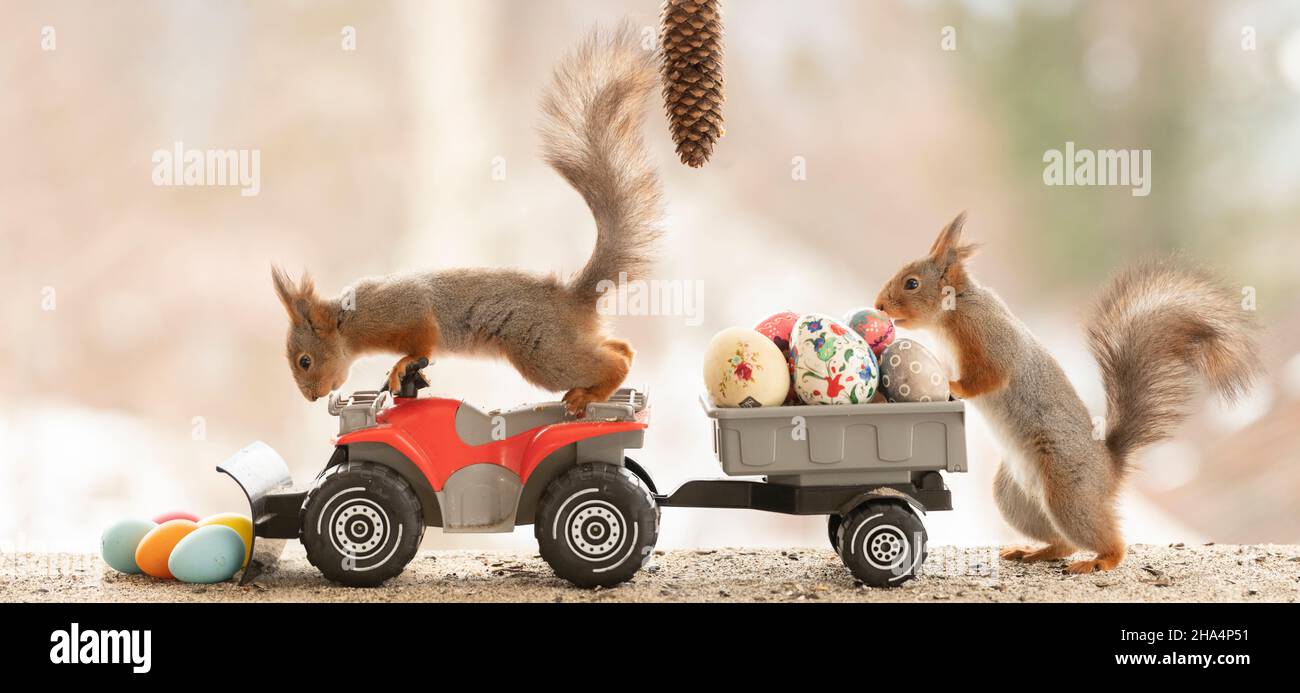 red squirrels with quadbike and eggs Stock Photo