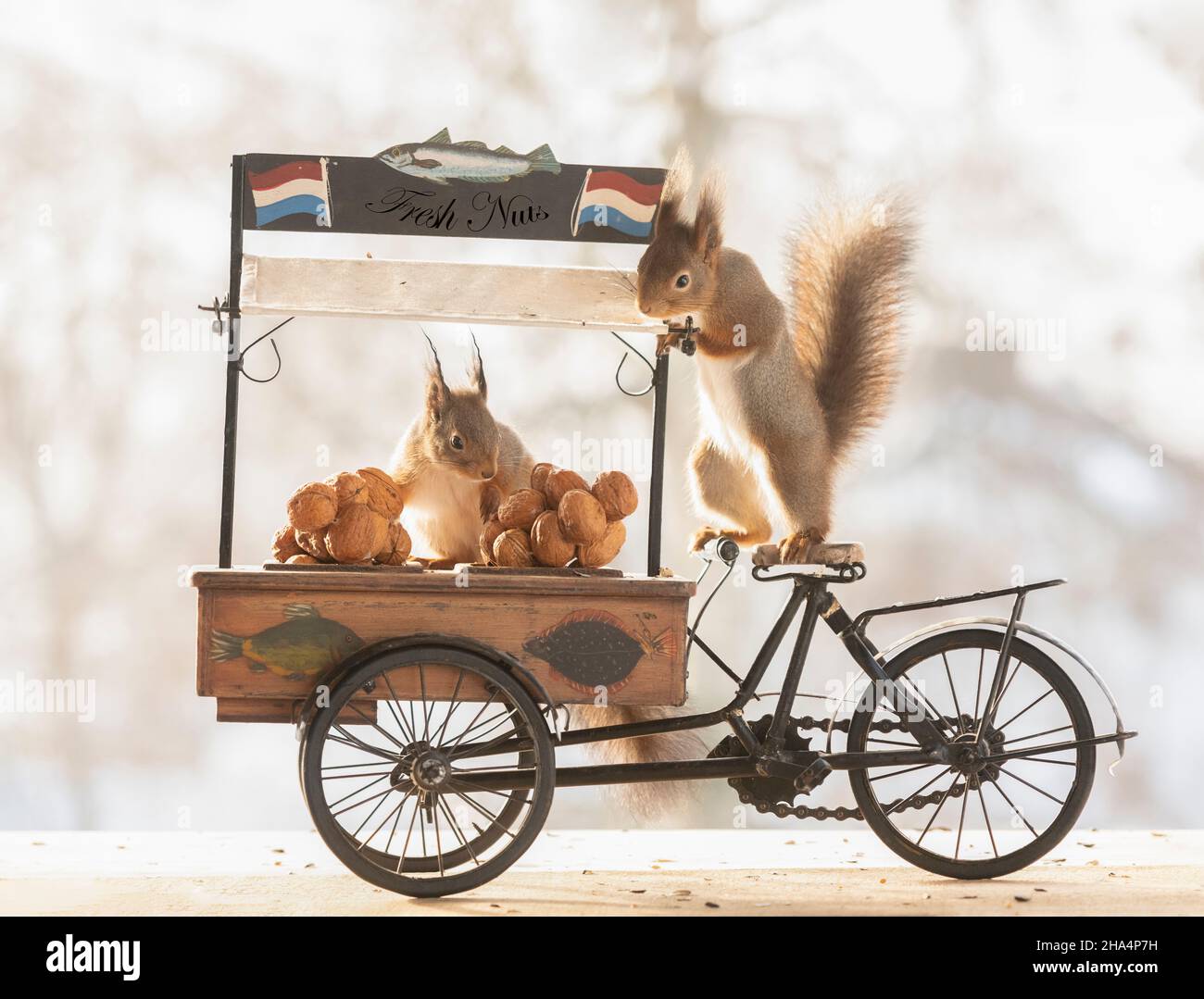 red squirrel sciurus vulgaris,eurasian red squirrel,are standing on a cargo bike with walnuts Stock Photo
