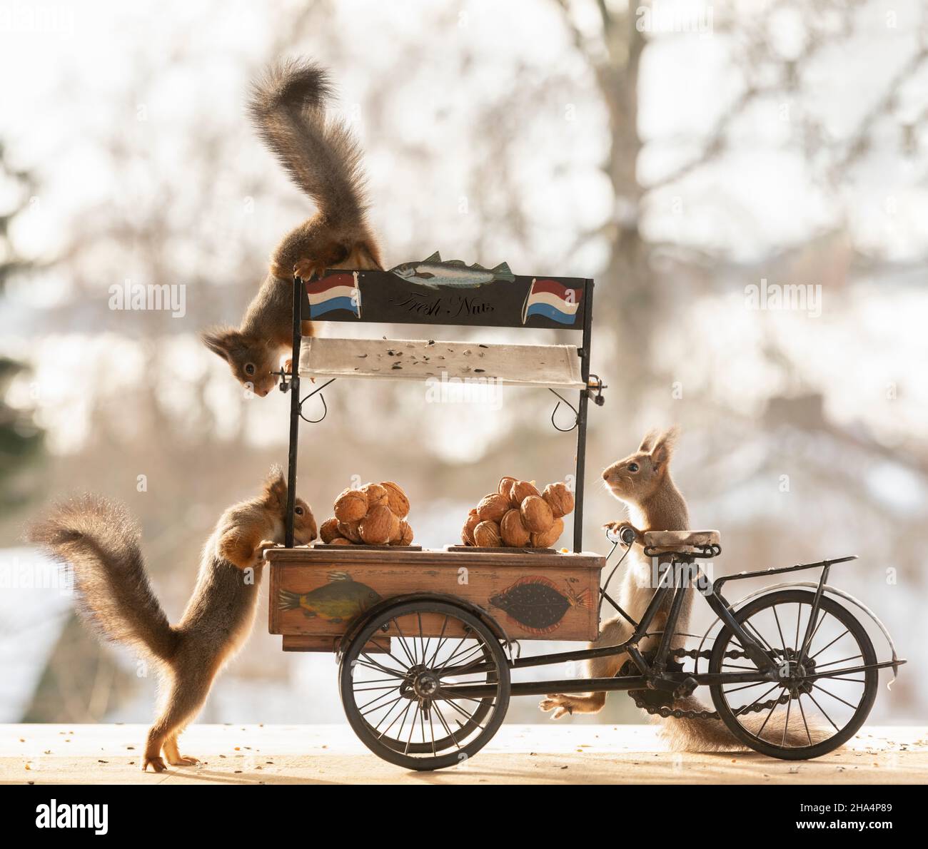 red squirrel sciurus vulgaris,eurasian red squirrel,are standing on a cargo bike with walnuts Stock Photo