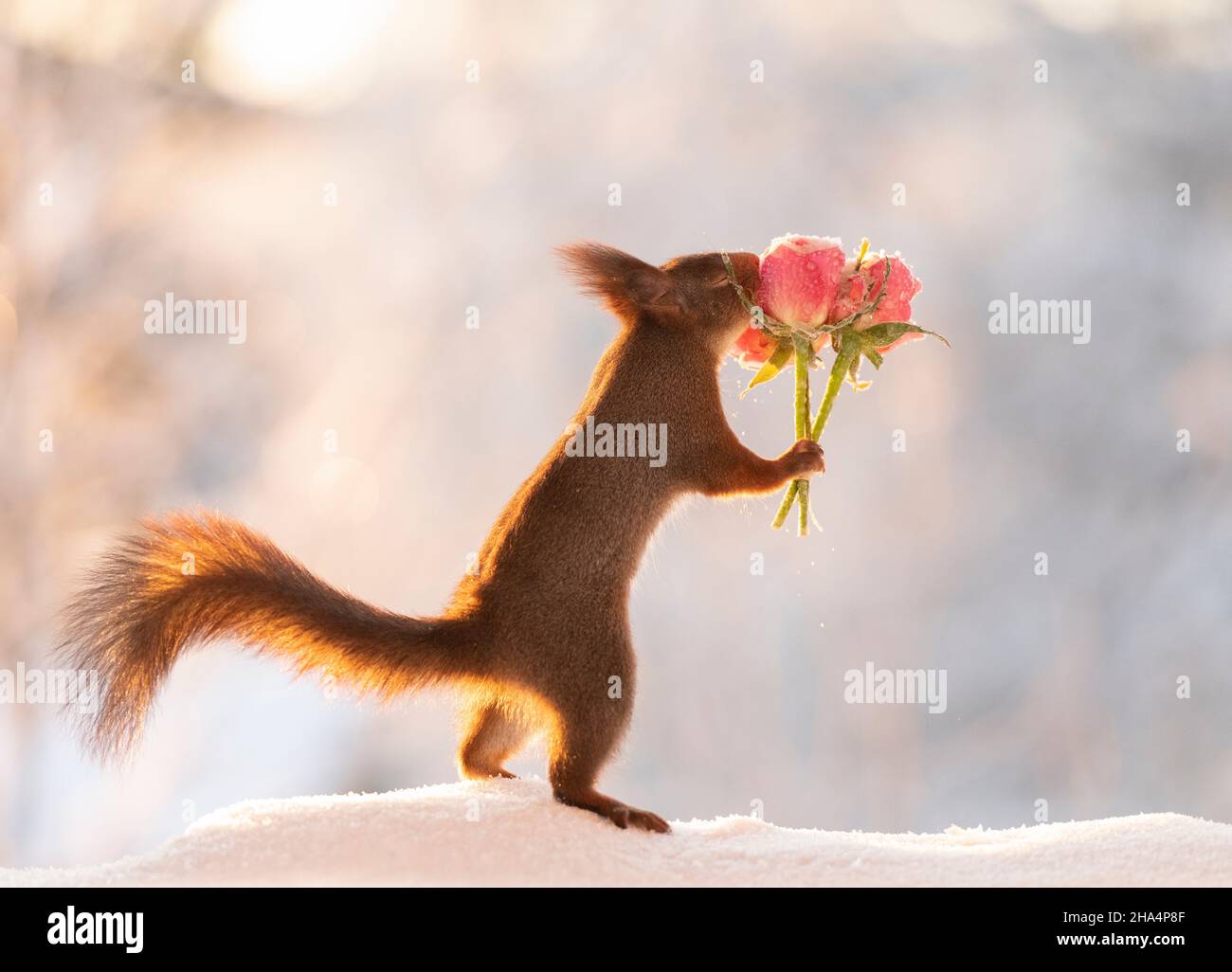 Rose bouquet hi-res stock photography and images - Alamy