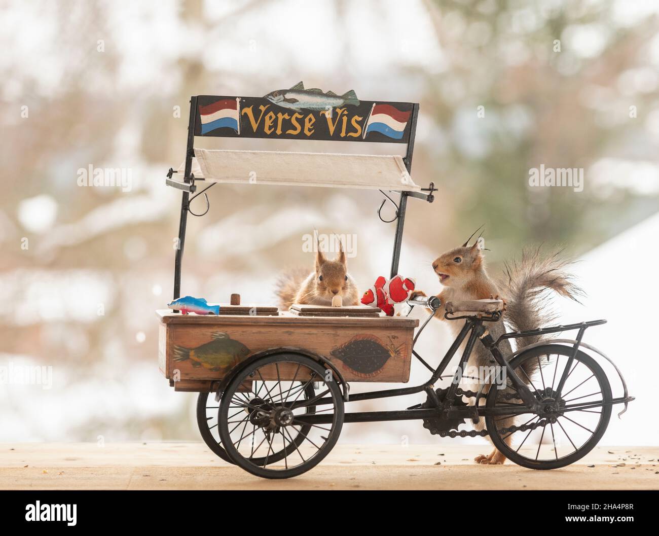 red squirrel is holding a cargo bike with fish Stock Photo