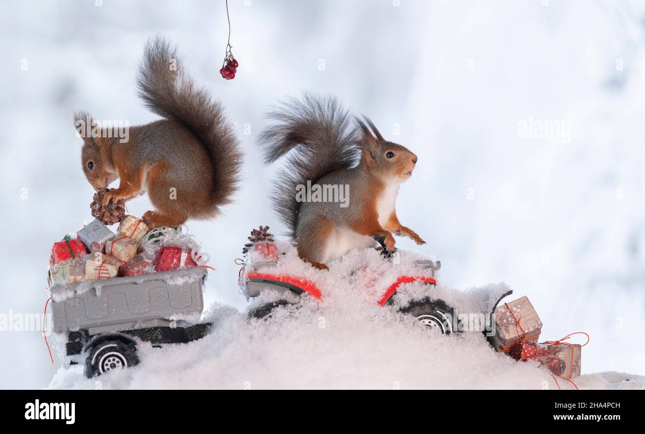 red squirrel,sciurus vulgaris standing on a quadbike with presents Stock Photo