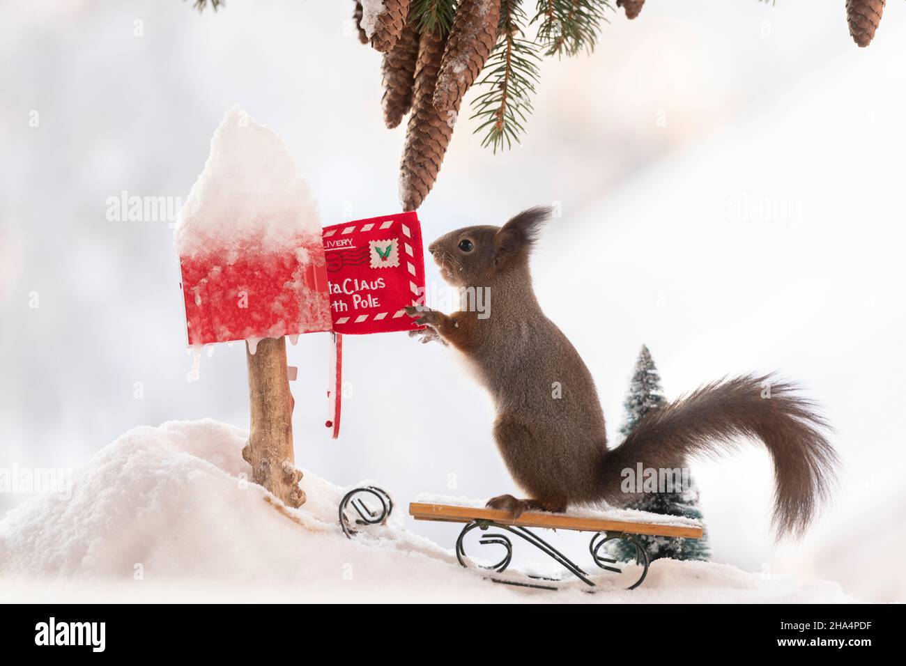 red squirrel,sciurus vulgaris is holding a letter in an letterbox on a sledge in snow Stock Photo