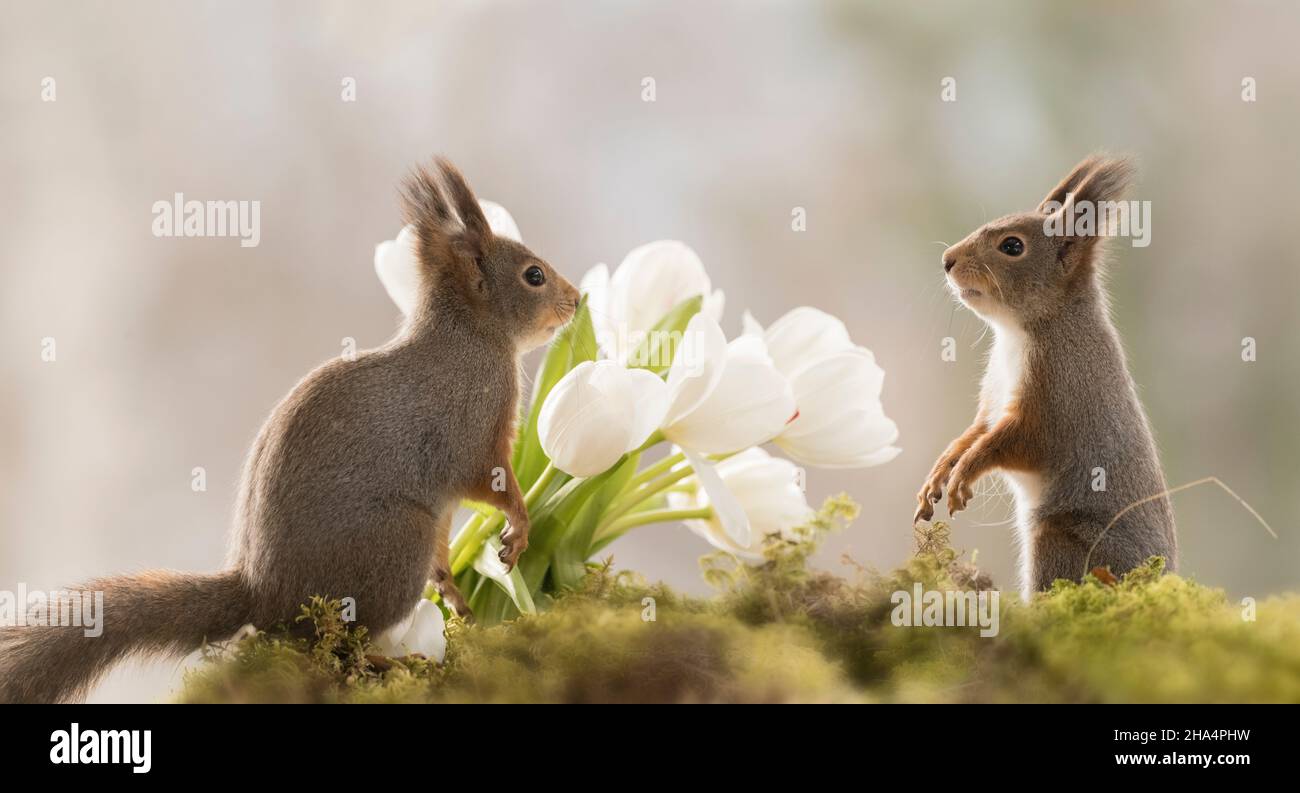 red squirrels are standing beside white tulips Stock Photo Alamy
