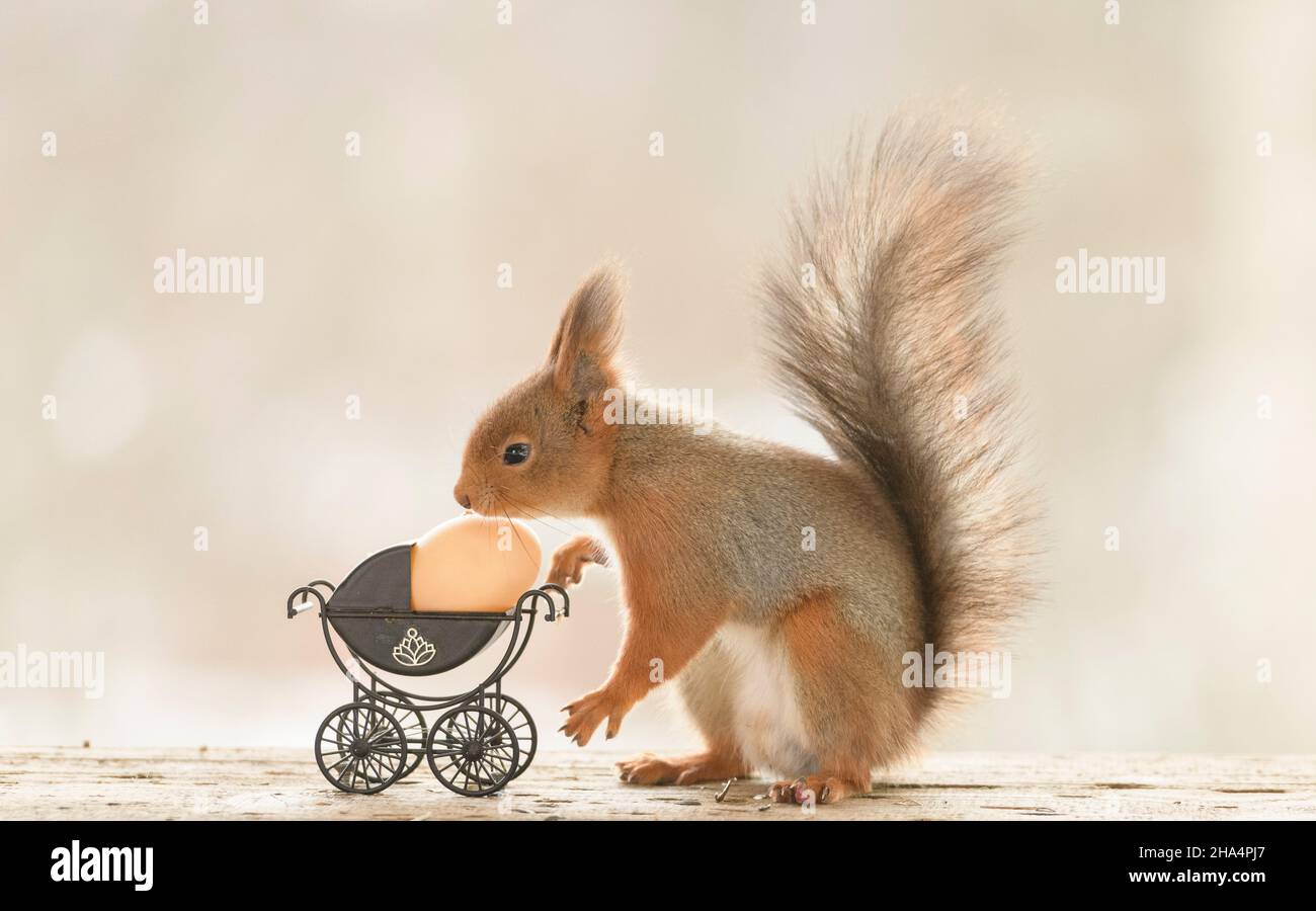 red squirrel is standing with a stroller and egg Stock Photo